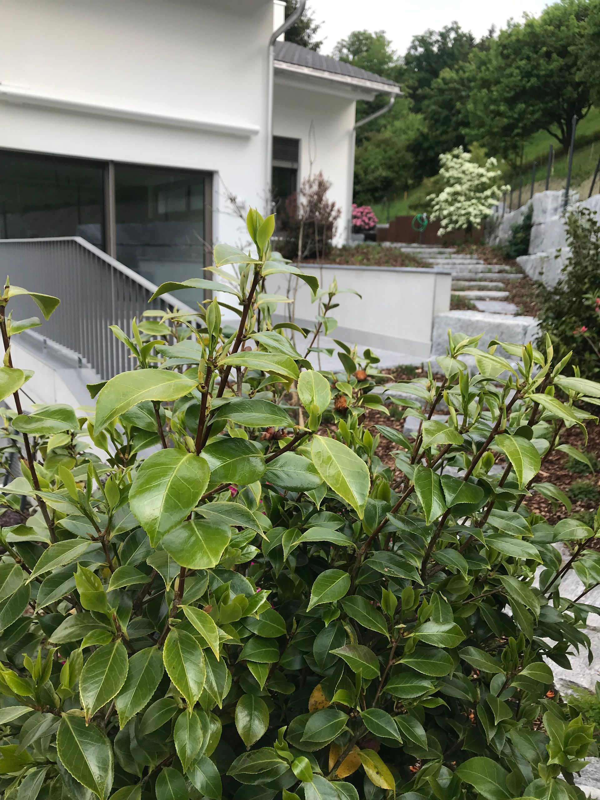 A bush with green leaves is in front of a white house.