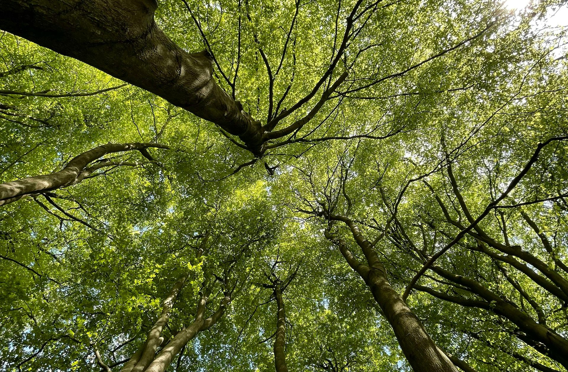 Blick nach oben auf Baumstämme und hellgrüne Blätter in einem sonnenbeschienenen Walddach.