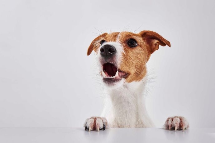 Kleiner braun-weißer Hund lugt mit geöffnetem Maul über eine weiße Fläche vor hellem Hintergrund.