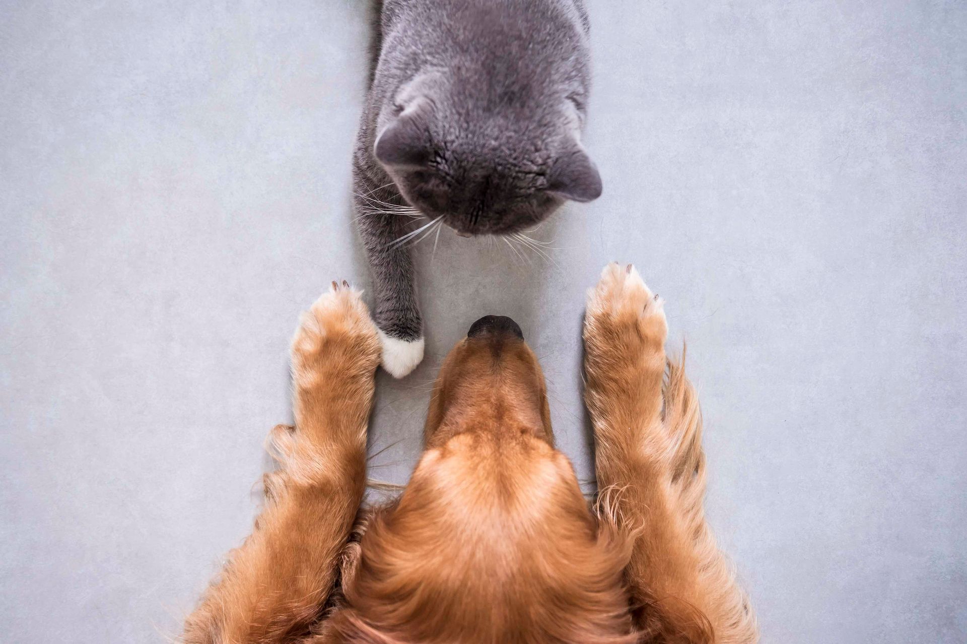 Brauner Hund und graue Katze berühren sich mit den Nasen vor hellem Hintergrund, Ansicht von oben.