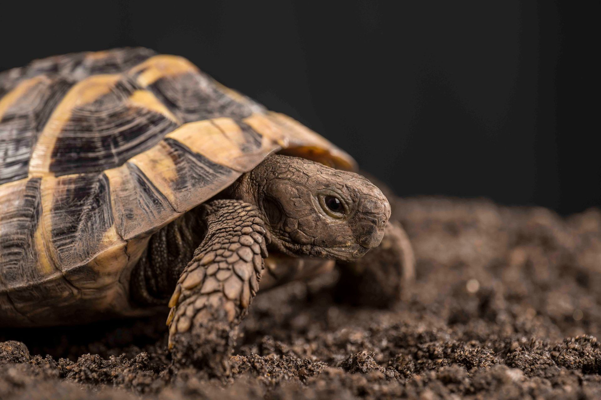 Braune Landschildkröte kriecht über sandigen Boden, Nahaufnahme von der Seite