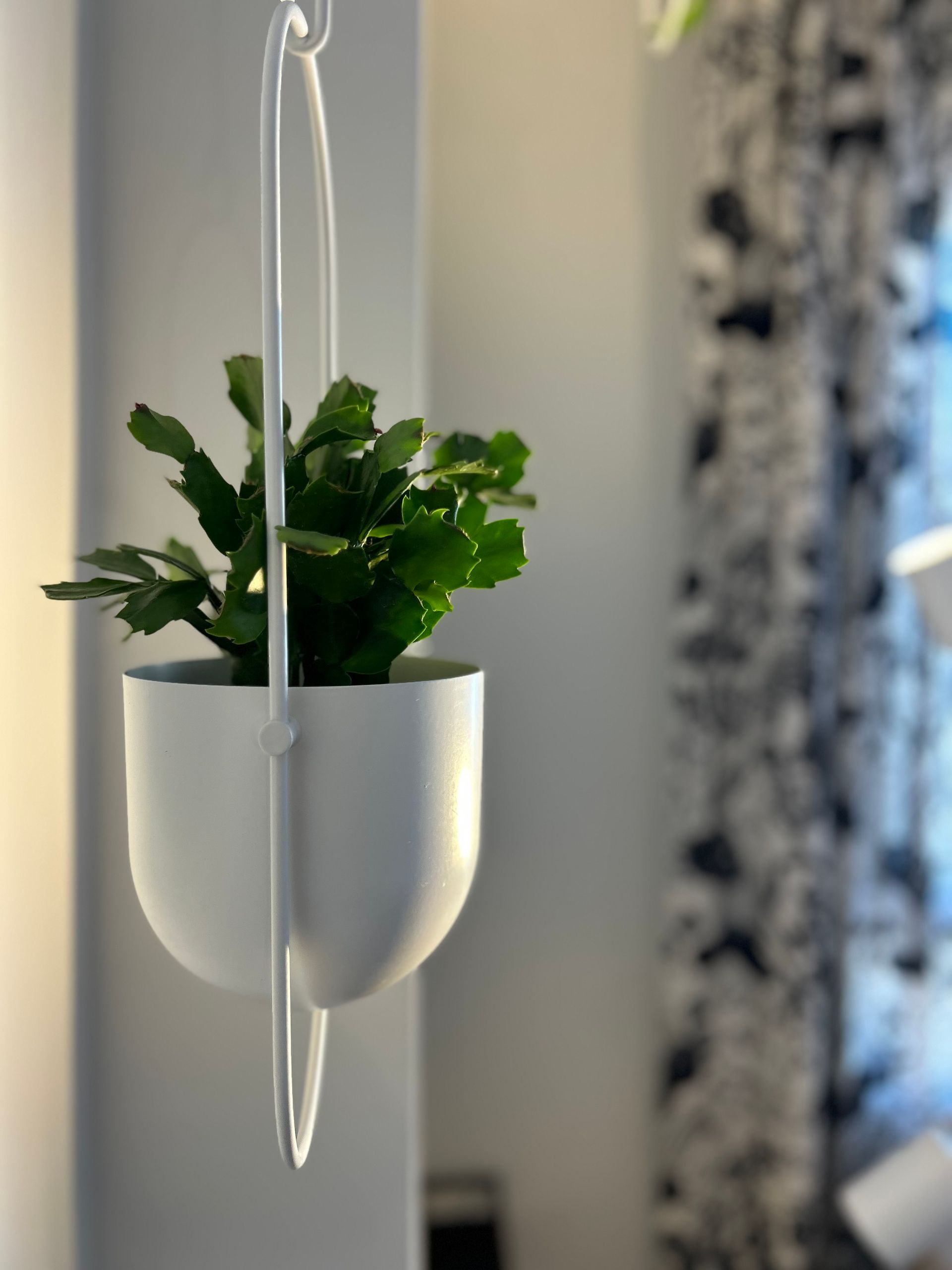 Jardinera colgante blanca con planta verde.