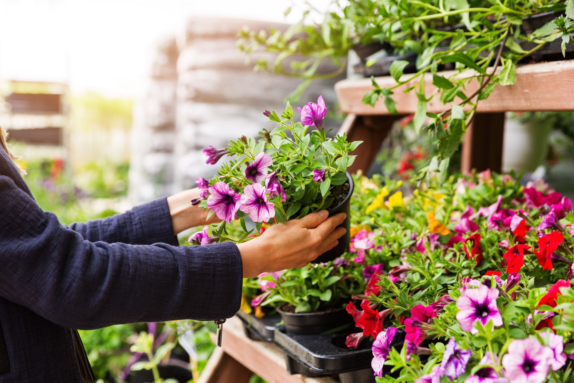 Eine Person arrangiert rosa und violette Blumen in einem Gewächshaus in einem Gartencenter