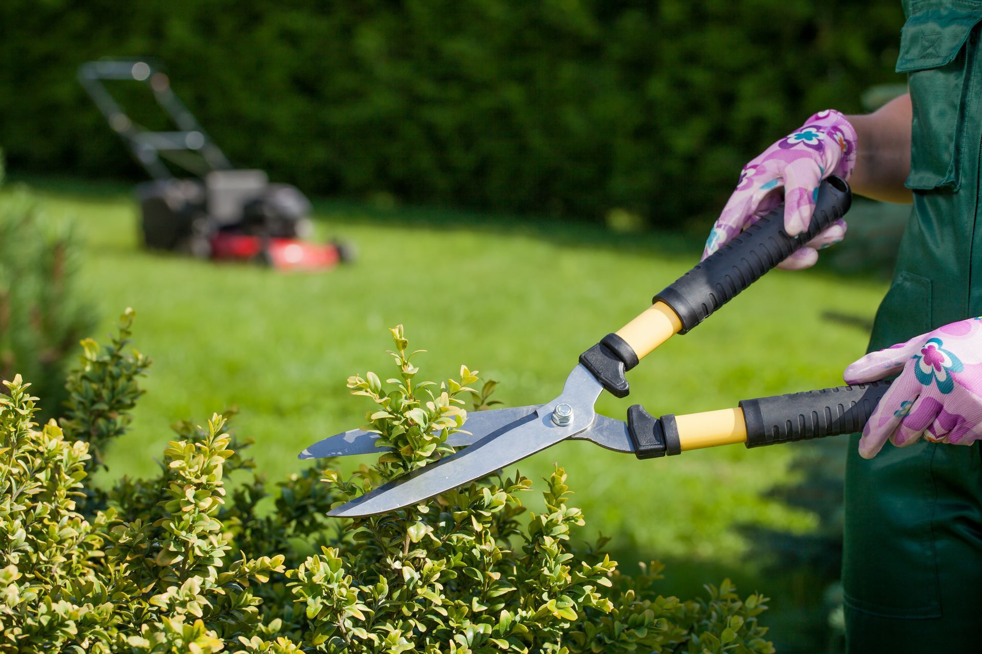 Ein Gärtner stutzt in einem grünen Garten eine Hecke mit einer langstieligen Heckenschere.