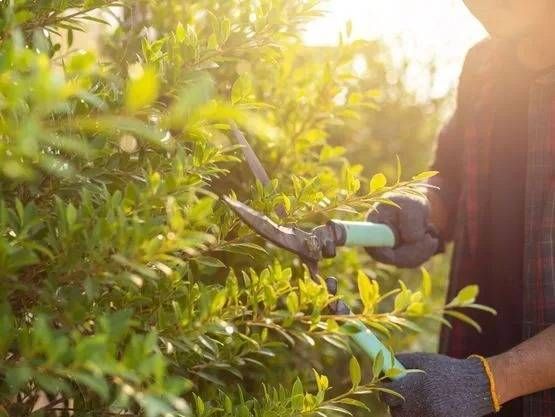 Behandschuhte Hände beschneiden einen grünen Laubstrauch im warmen Sonnenlicht im Freien