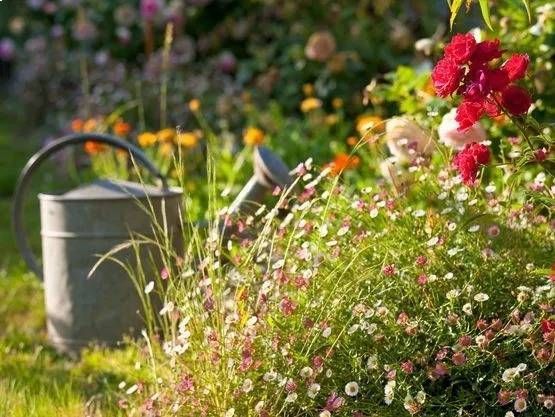 Eine Giesskanne aus Metall neben blühenden rosa und roten Blumen in einem sonnigen Garten