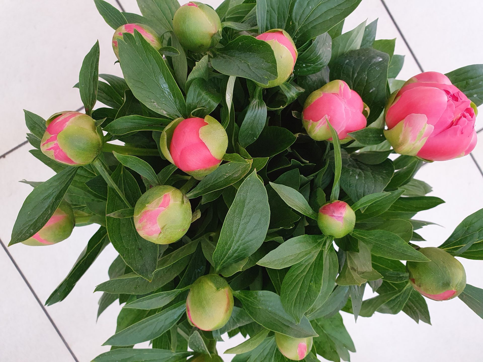 Bouquet de boutons de roses