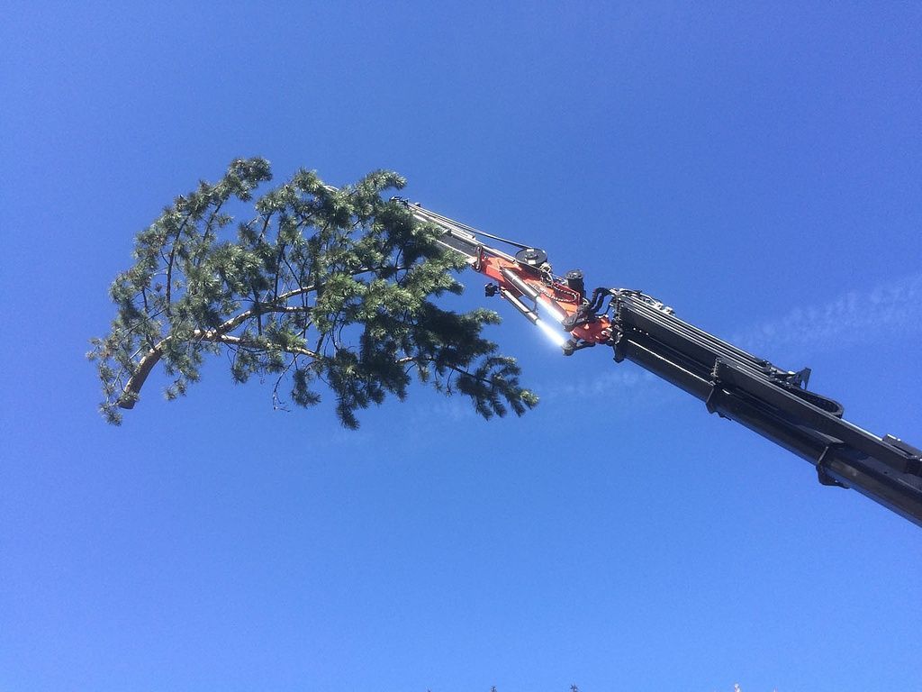 Spezialbaumfällung