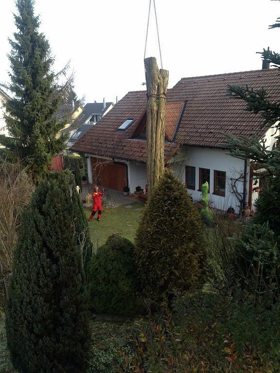 Spezialbaumfällung