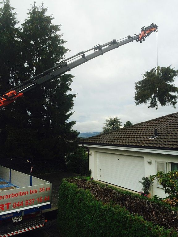 Spezialbaumfällung