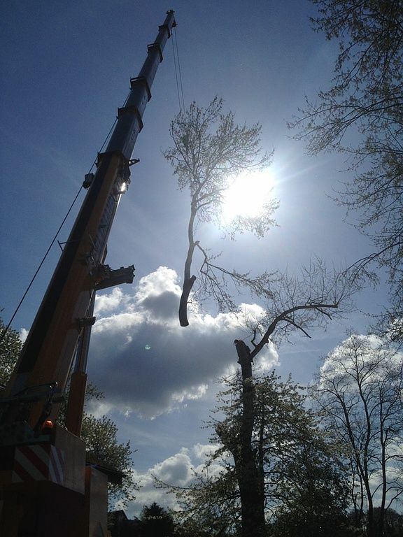 Spezialbaumfällung