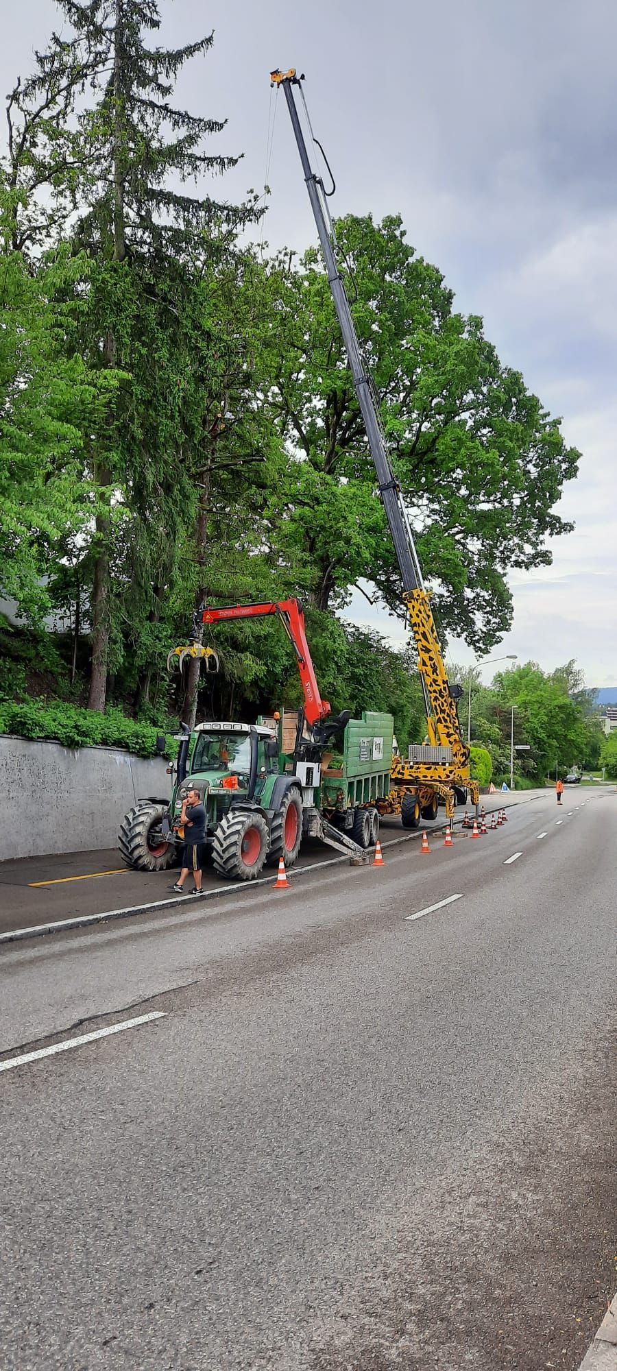 Spezialbaumfällung