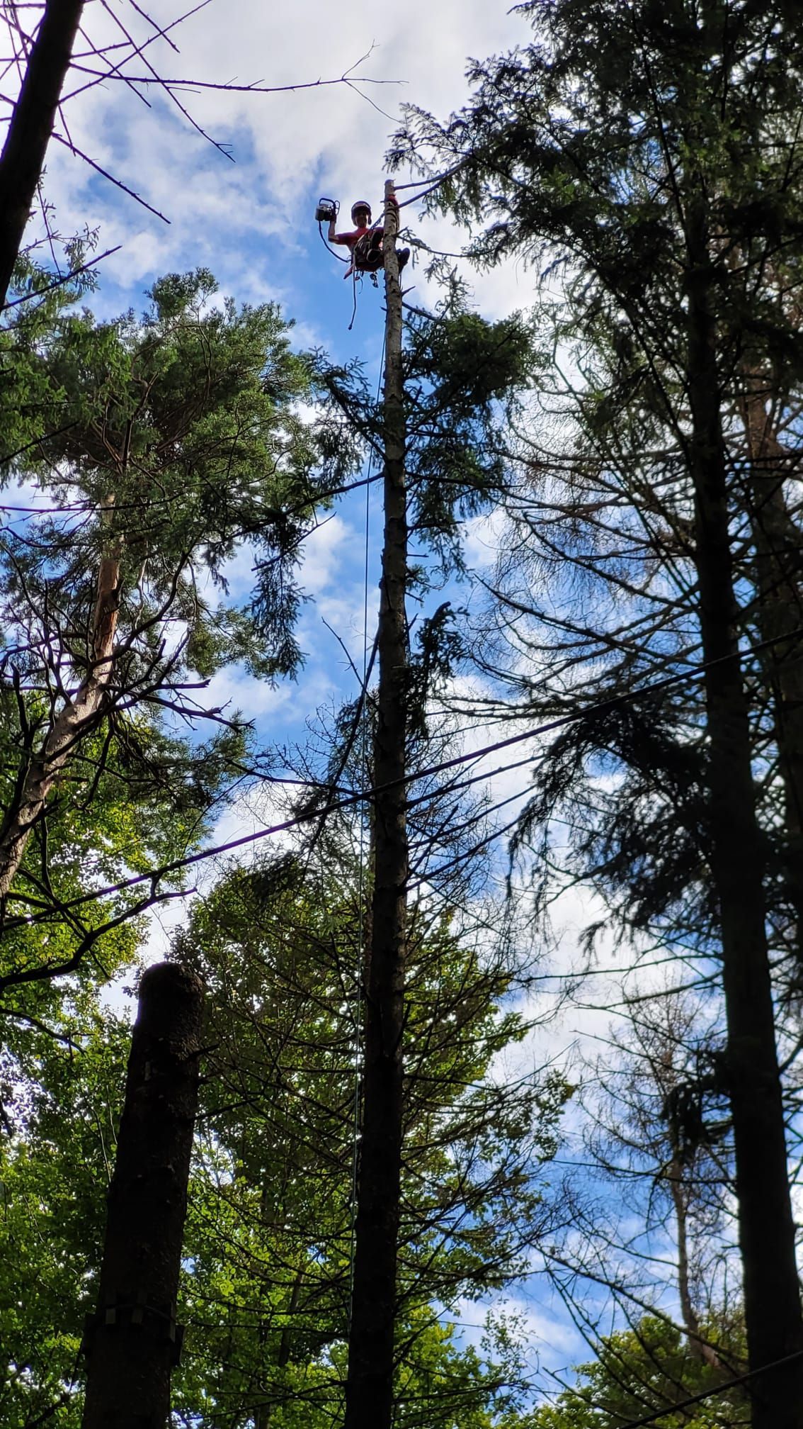 Baumklettern