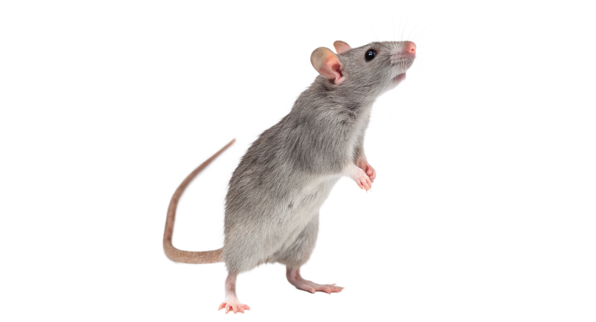 Un rat sur ses deux pattes arrière.