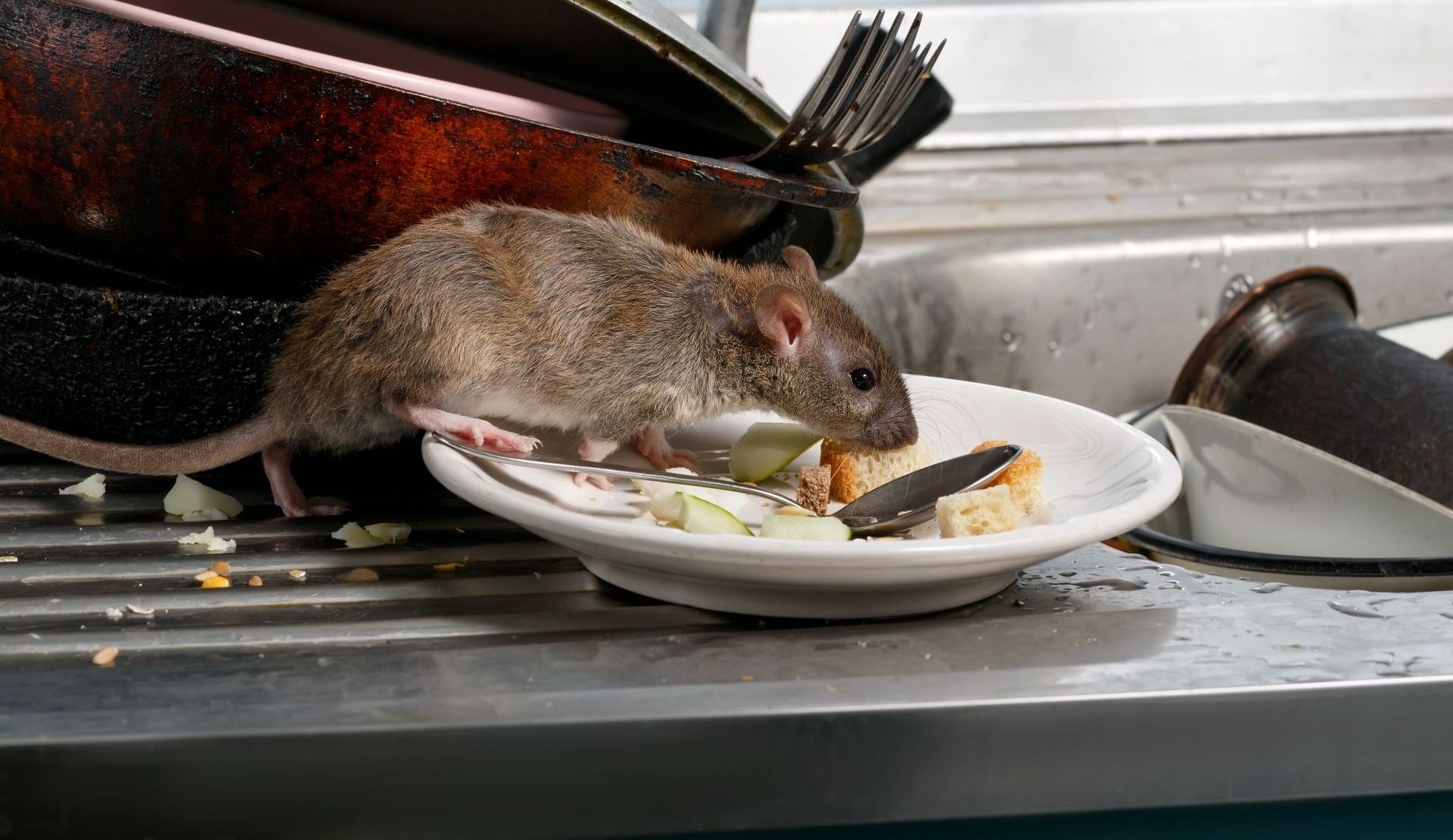 Un rat dans une assiette sur un évier.