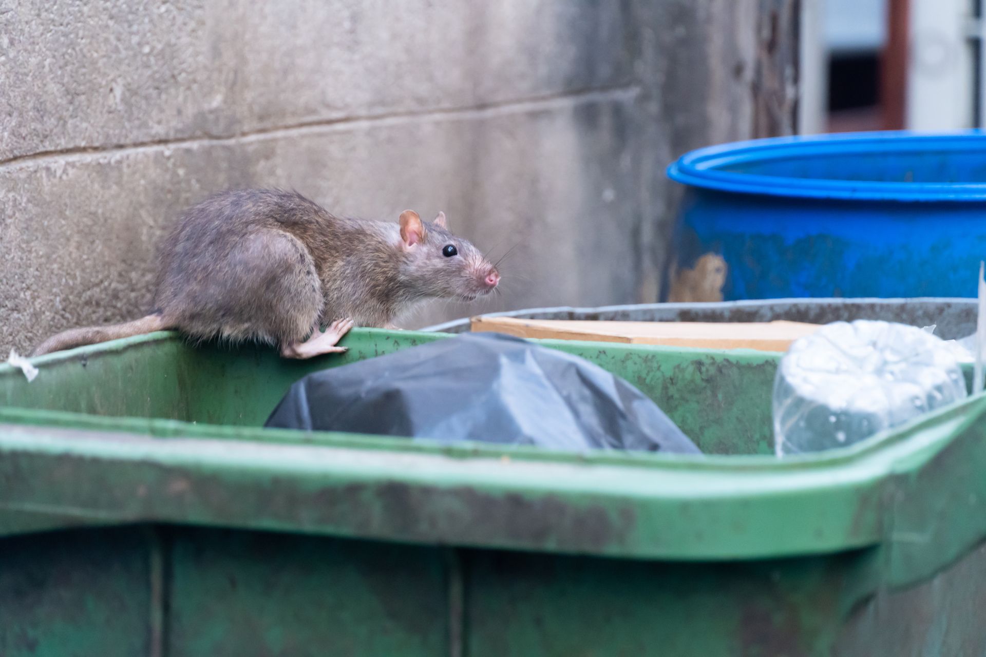 Un rat sur une poubelle.