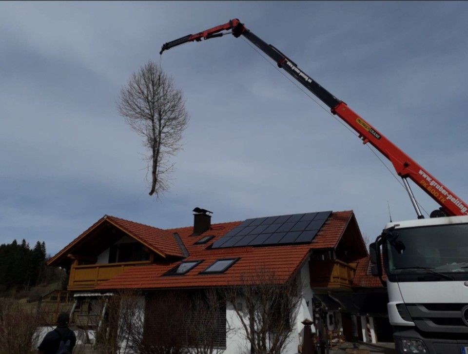 Kran hebt Baumwipfel an