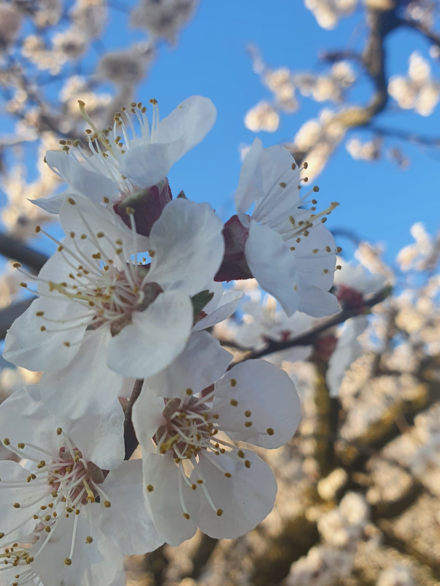 Cave et Verger du Vieux Pressoir| Riddes