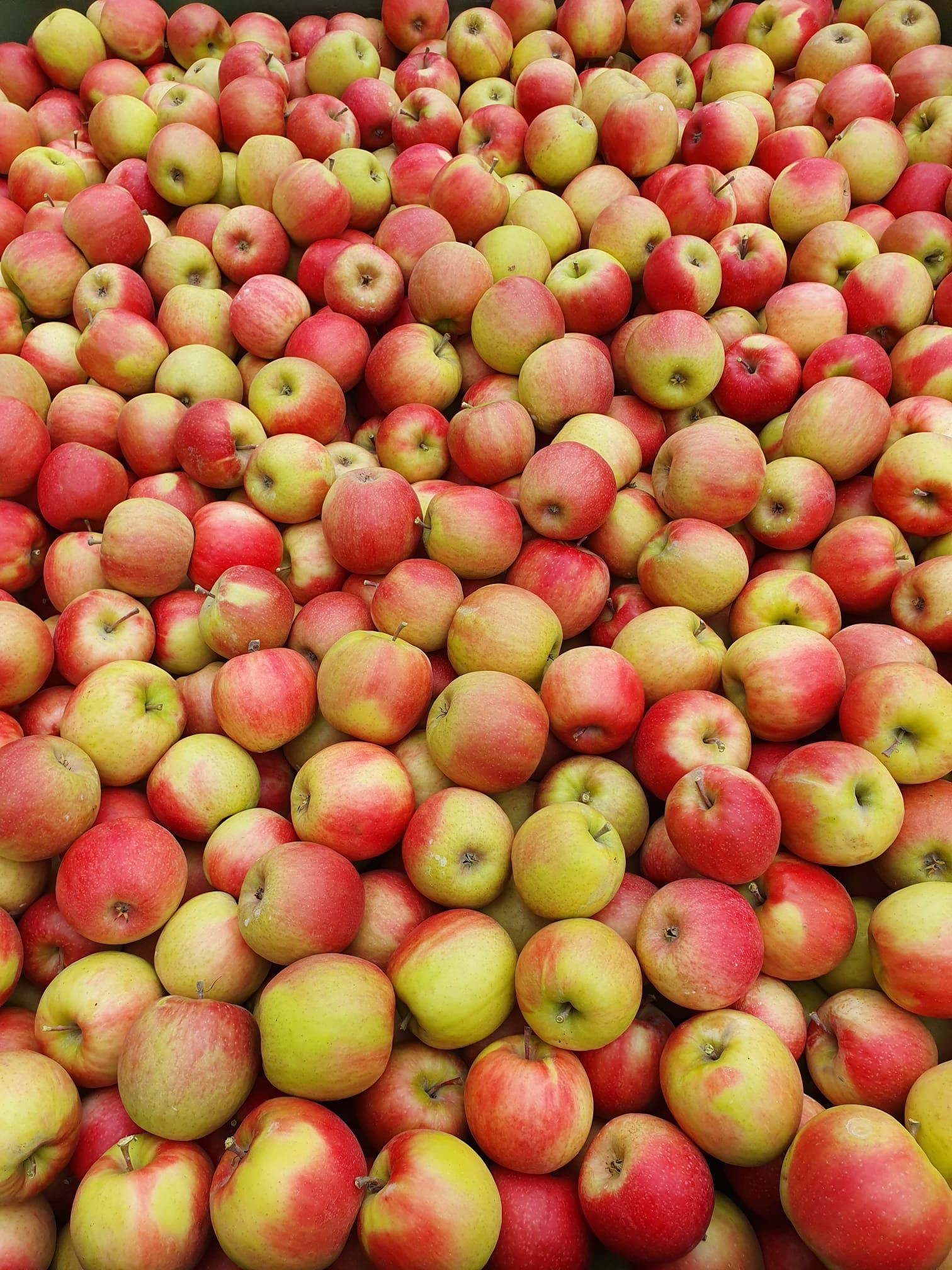 Cave et Verger du Vieux Pressoir| Riddes