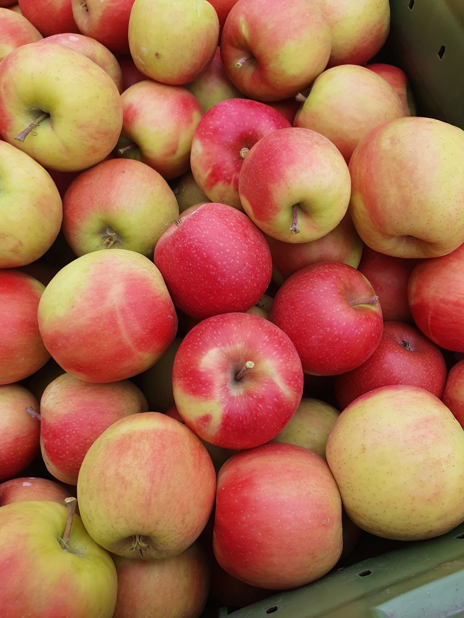 Cave et Verger du Vieux Pressoir| Riddes