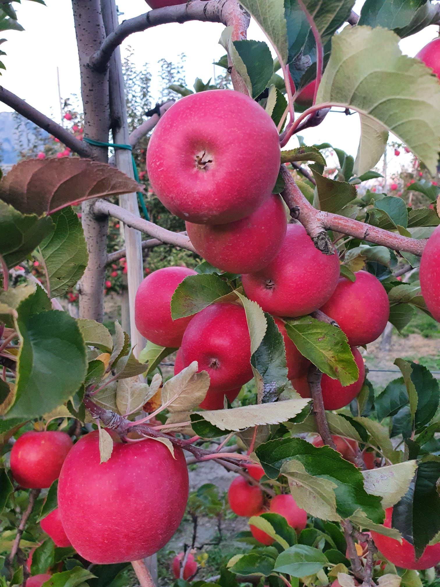 Cave et Verger du Vieux Pressoir| Riddes