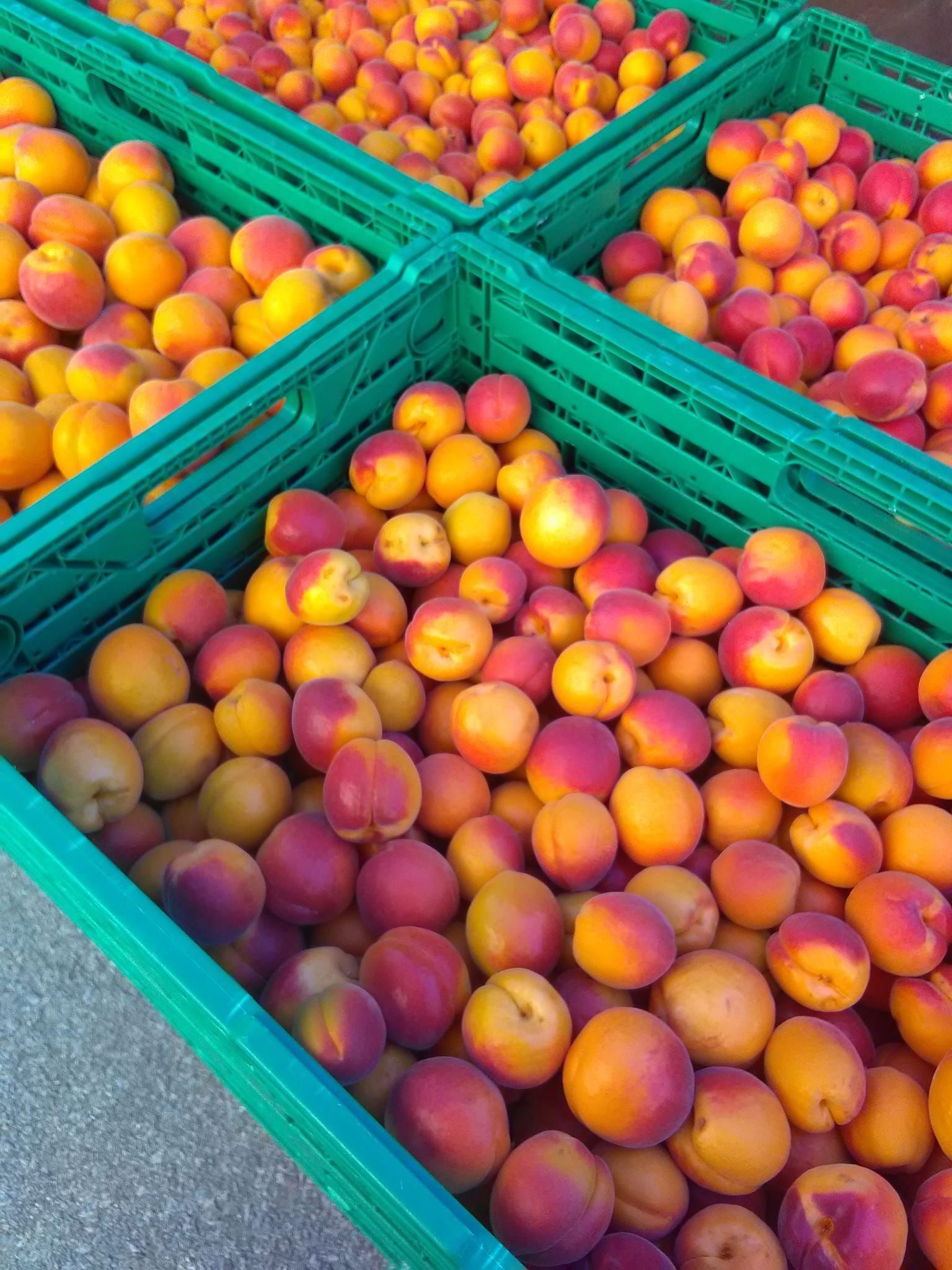Cave et Verger du Vieux Pressoir| Riddes
