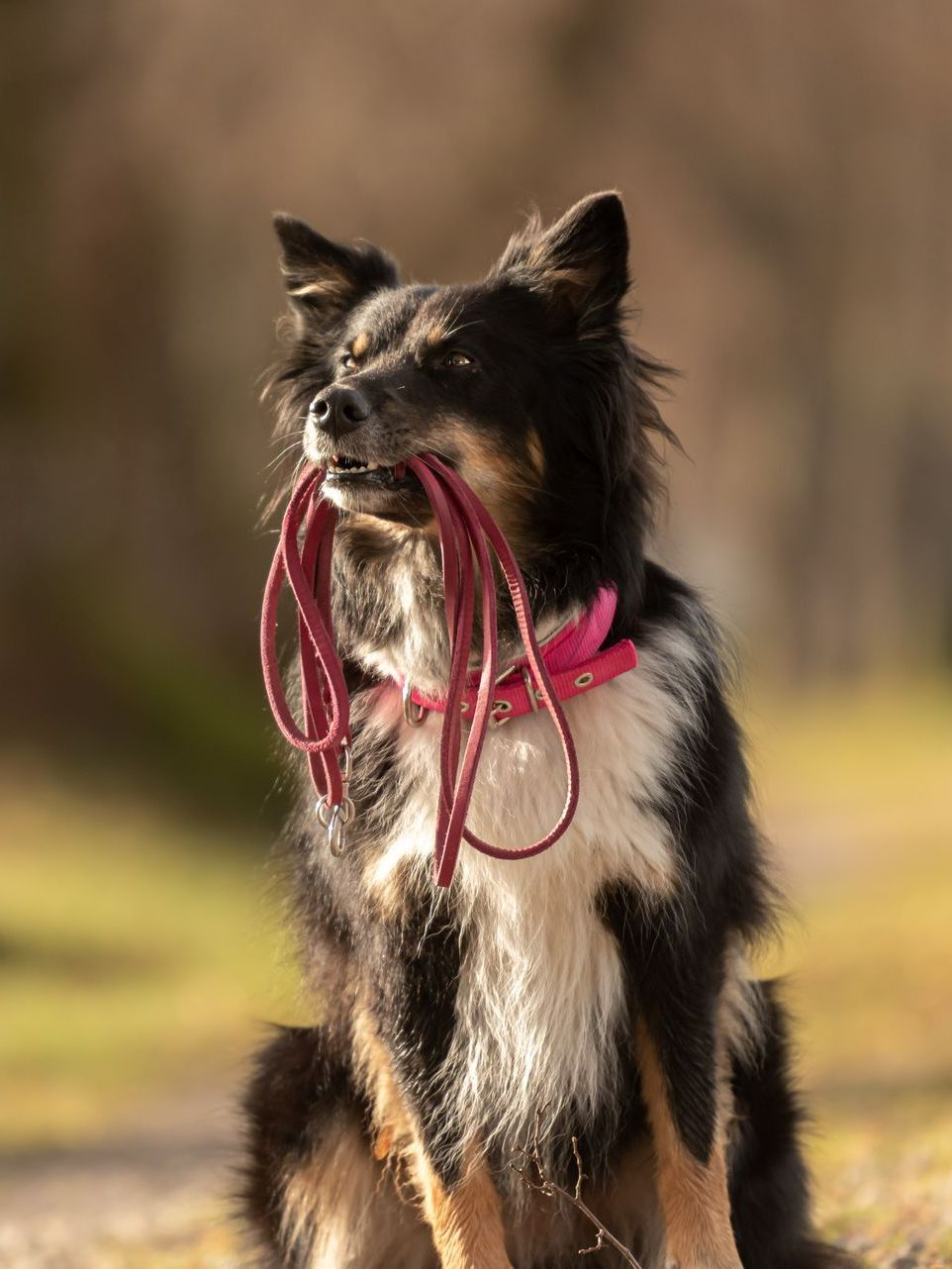 Chien avec une laisse rouge