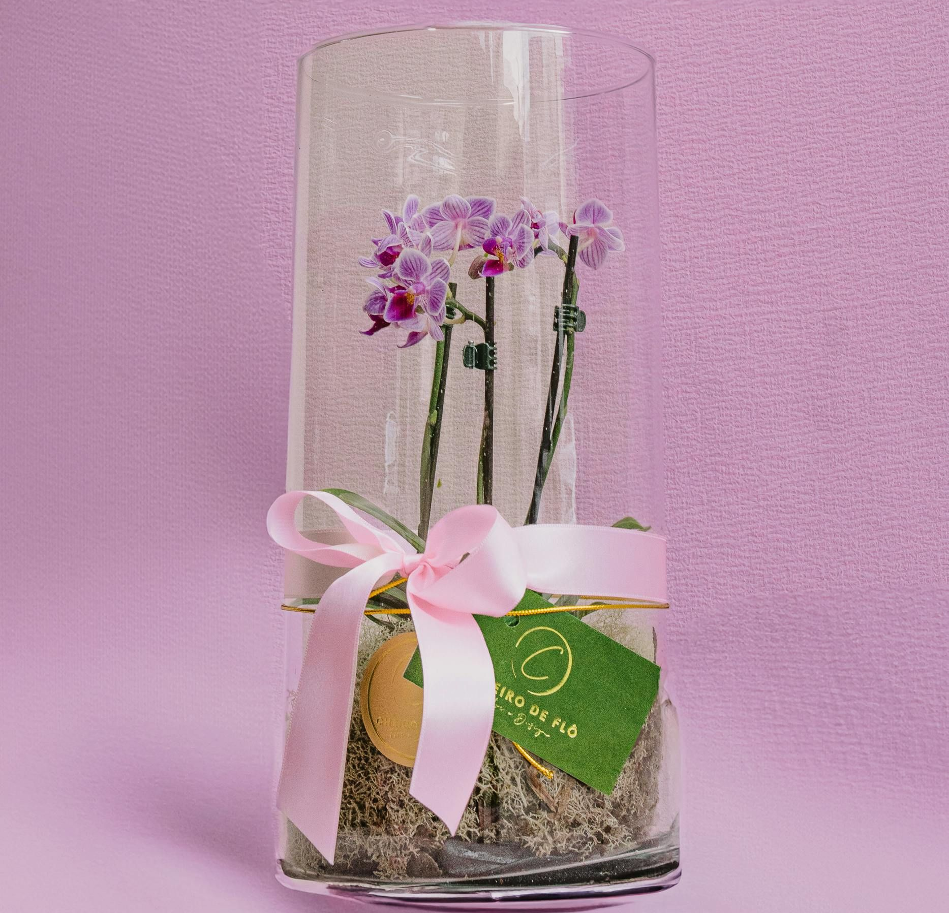 Orchideenpflanze in einer Glasvase mit rosa Schleife und grünem Etikett vor rosa Hintergrund.