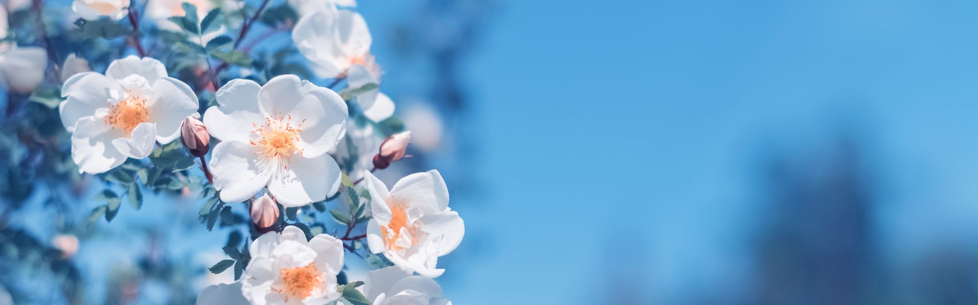 Fleurs de cerisier blanches sur une branche se détachant sur un ciel bleu clair, avec des fleurs floues en arrière-plan.