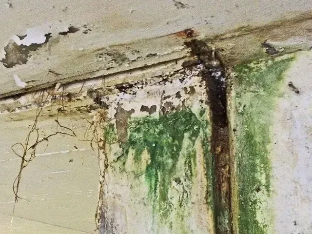 Renzel-Mangold Bautenschutz e.K. - Schimmelpilzbefall an einer Betonwand