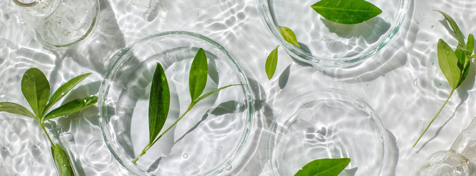 Feuilles flottant dans l'eau claire, dans des boîtes de Petri® en verre. Fond blanc.