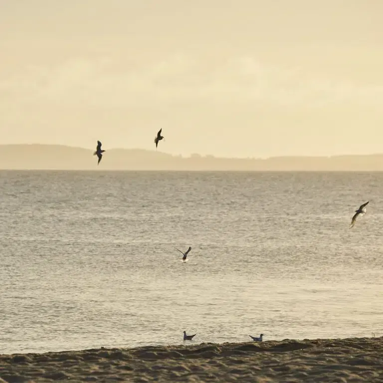 Mehrere Vögel fliegen über dem Meer
