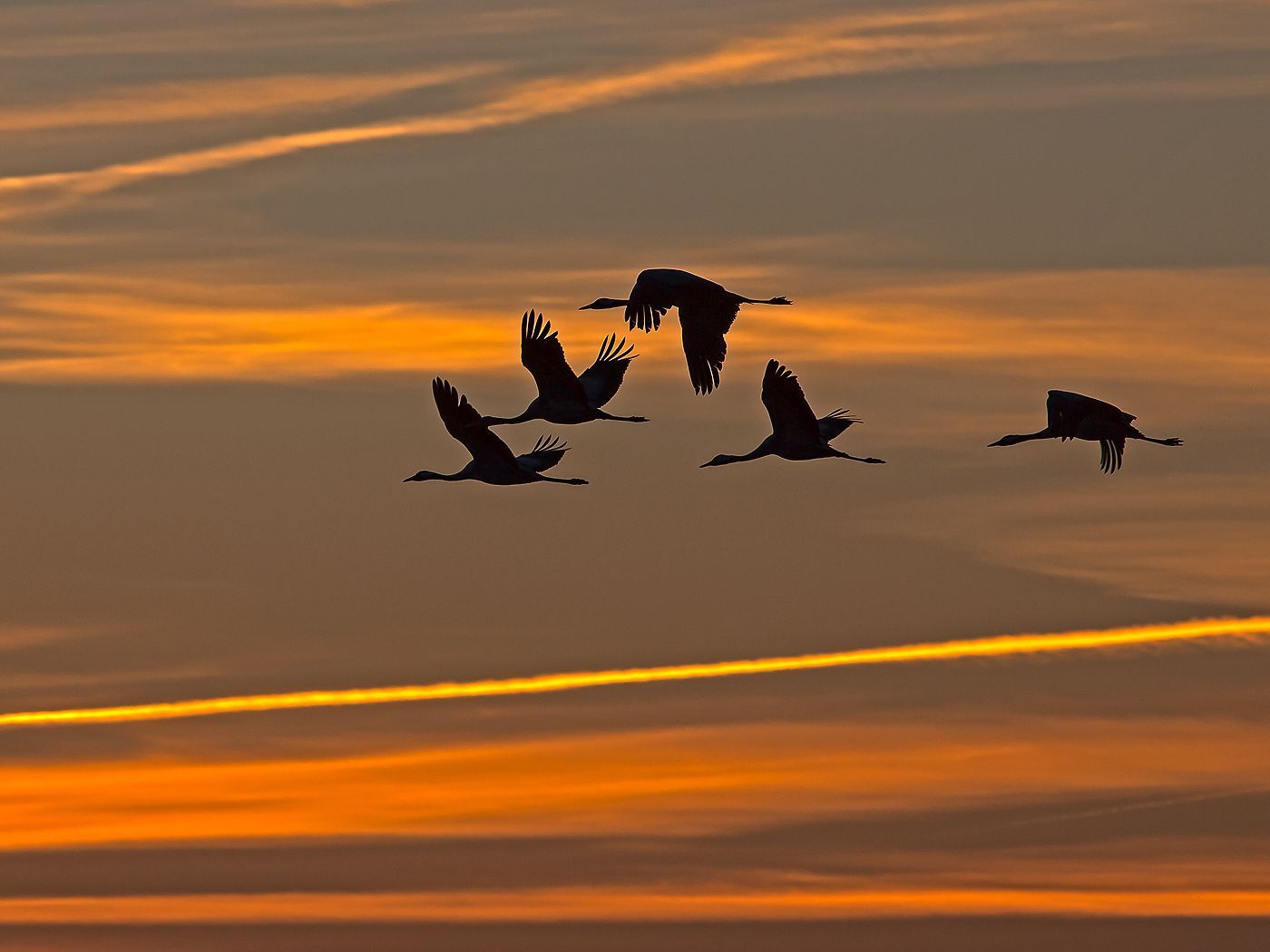 Ein Vogelschwarm fliegt bei Sonnenuntergang in den Himmel