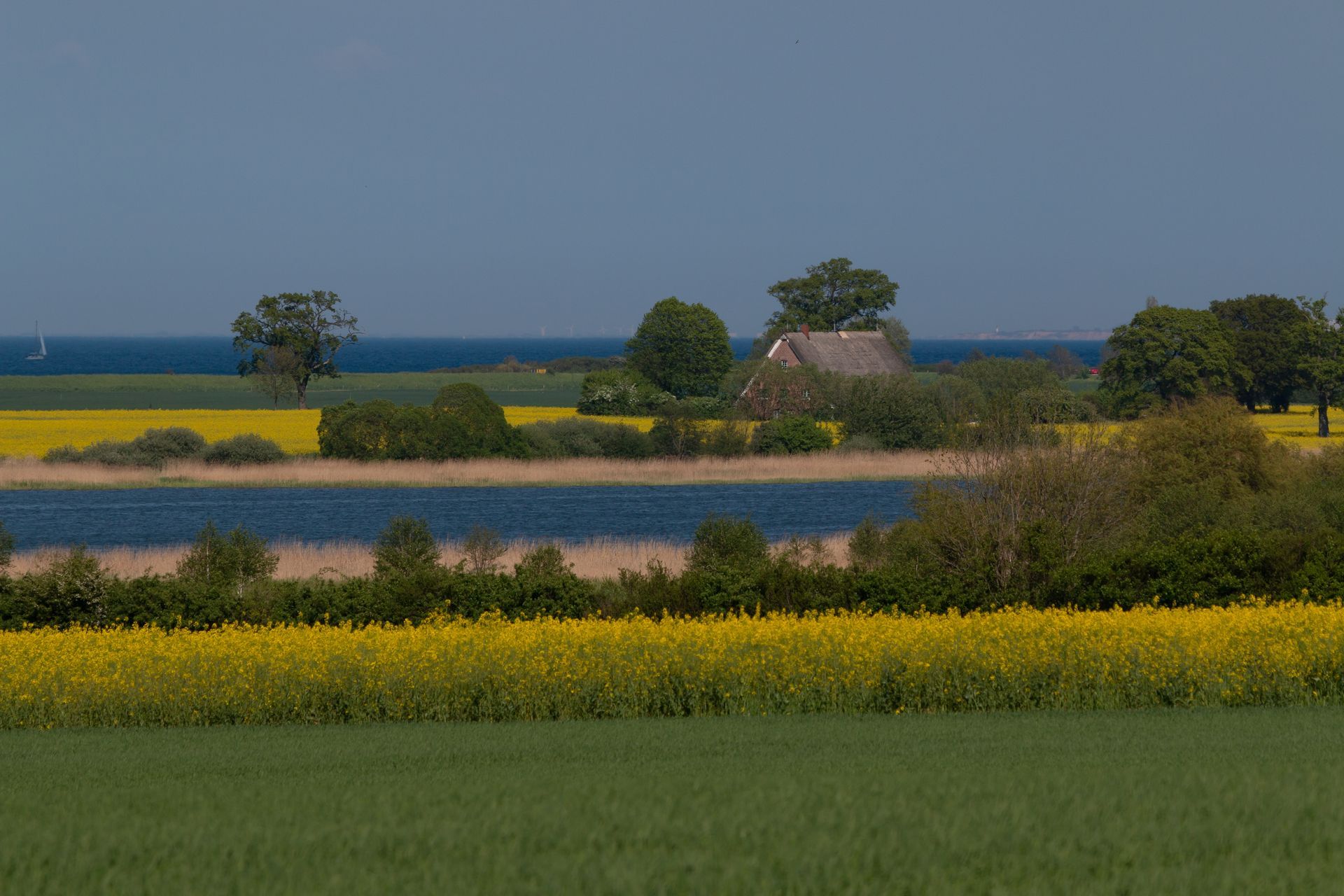 Ein Feld mit gelben Blumen mit einem See im Hintergrund