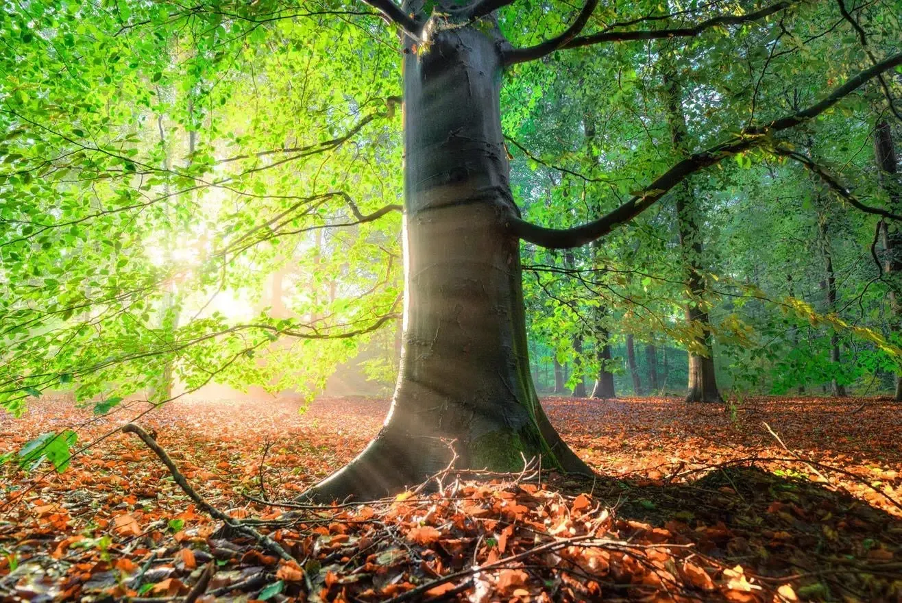 Die Sonne scheint durch die Blätter eines Baumes in einem Wald.
