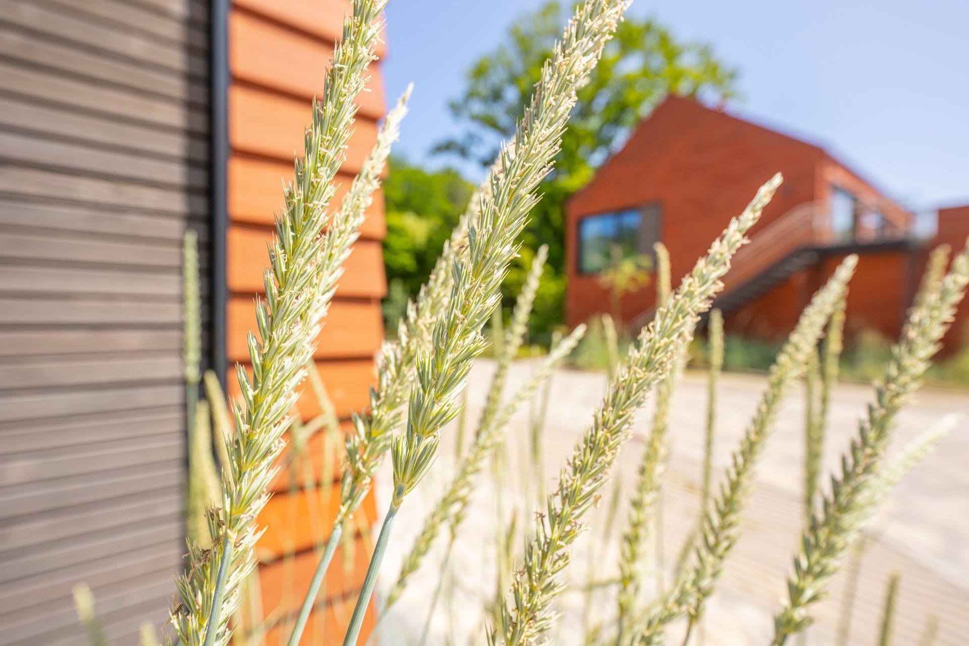 A close up of a plant in front of a building.