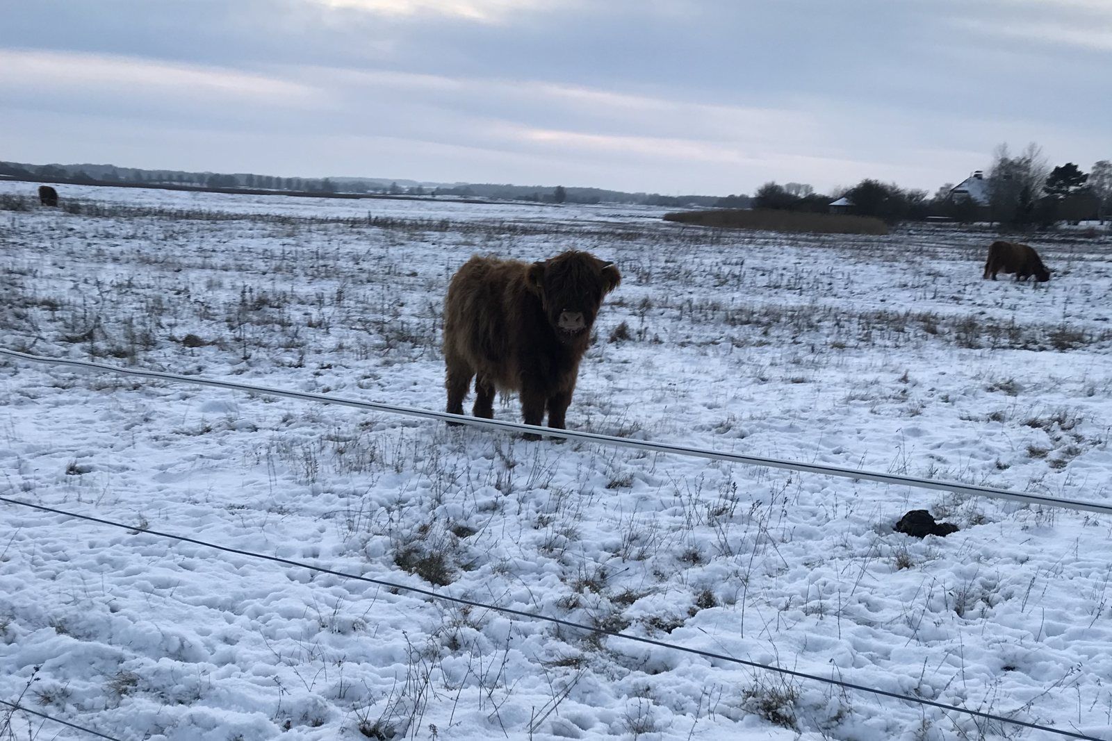 Highland-Rinder auf der verschneiten Salzwiese an der Hohwachter Bucht mit Blick zur Küste