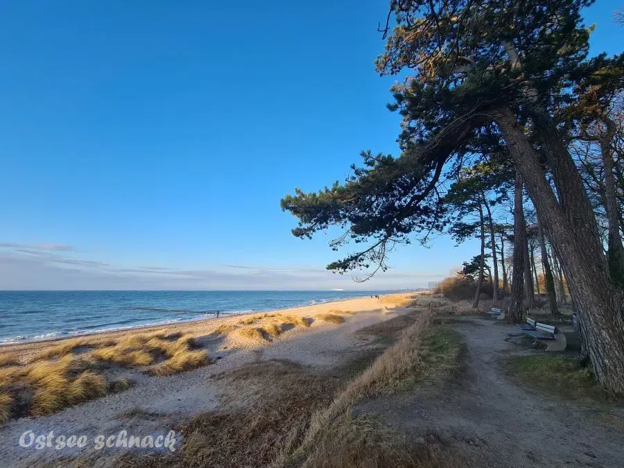 Ein Weg, der zum Meer führt, mit einem Baum im Vordergrund.