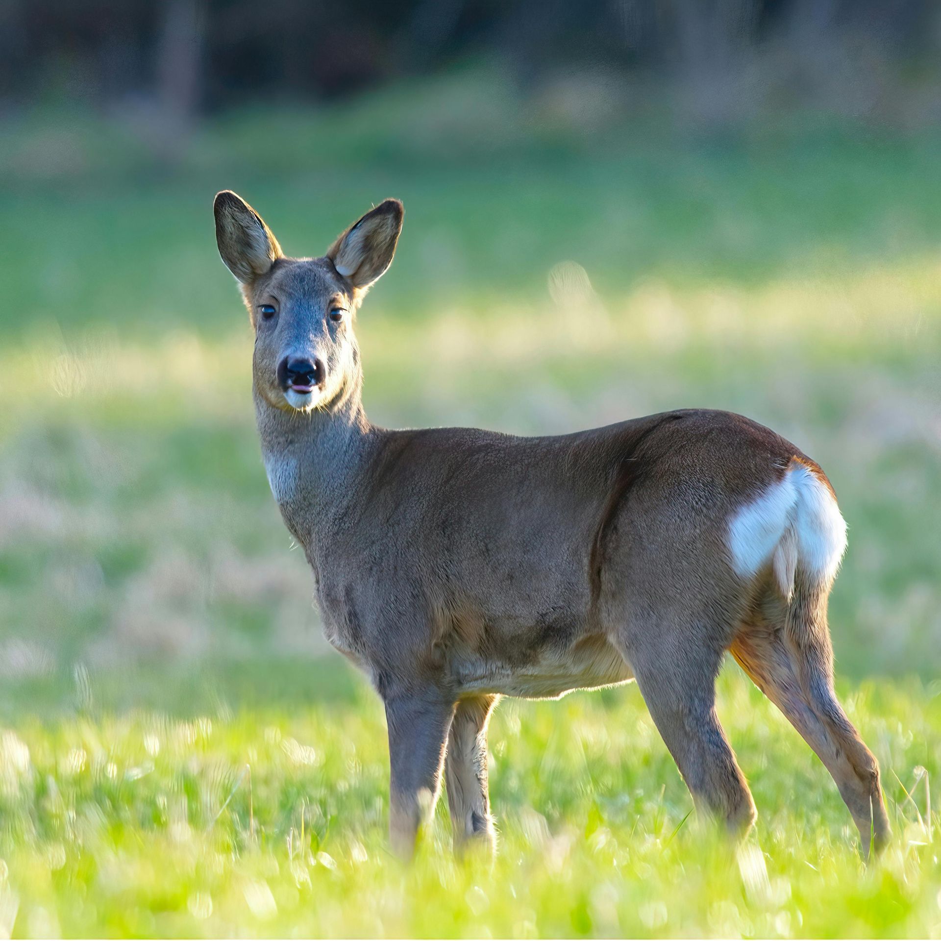 Ein Balkon mit Blick auf ein Feld und einen Sonnenuntergang.