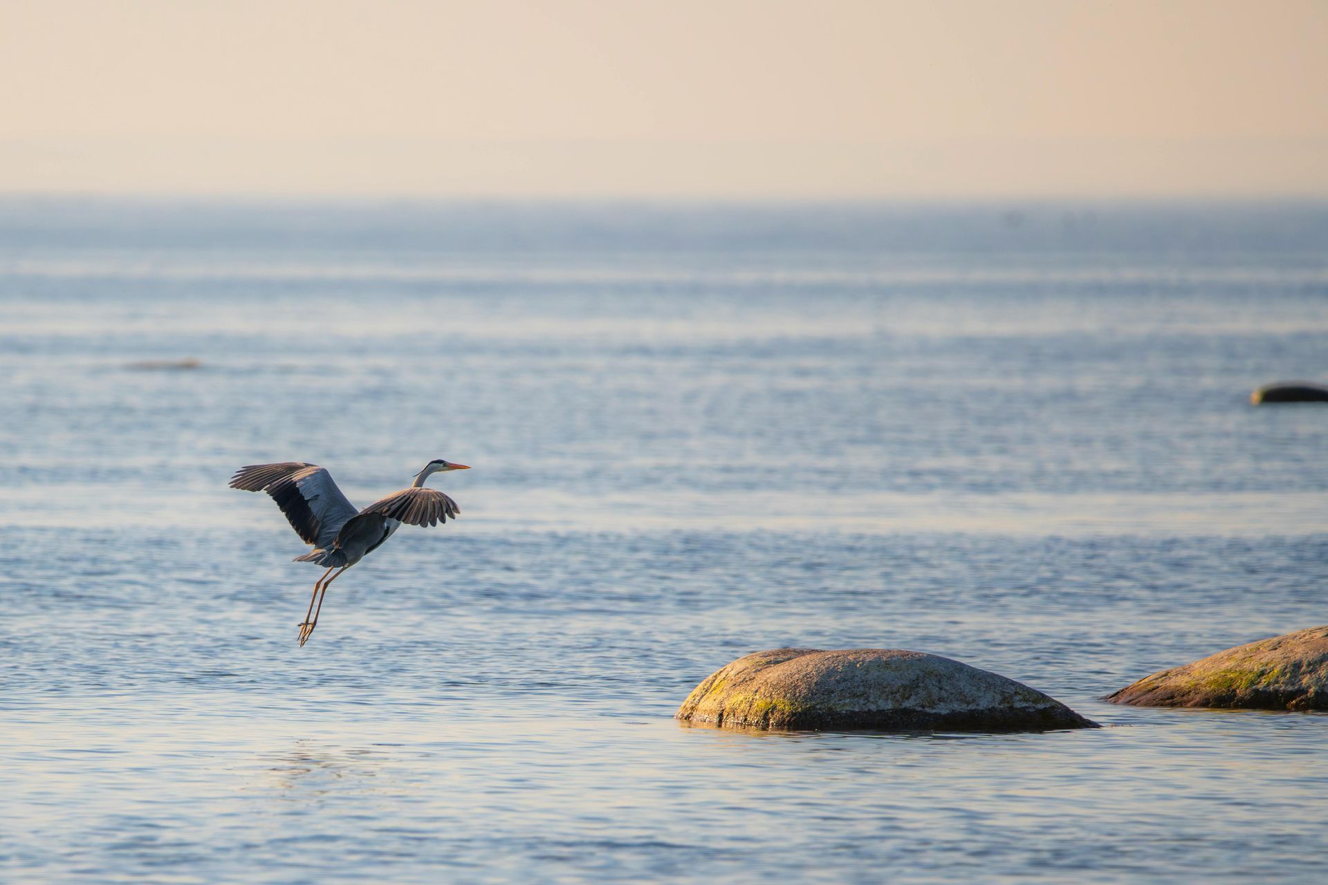 Eine Luftaufnahme einer Häuserreihe mit roten Dächern