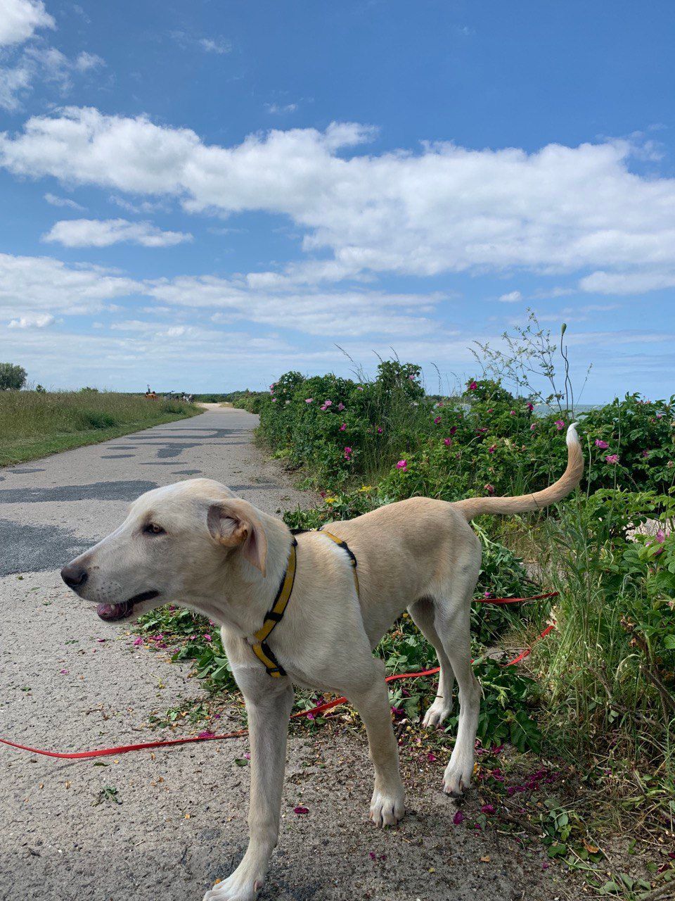 Ein angeleinter Hund steht auf einem Feldweg.