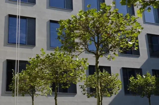 Ein Gebäude mit vielen Fenstern und Bäumen davor