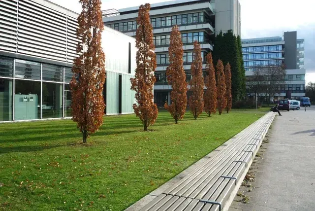 Eine Reihe von Bäumen steht der Physikalischen Institute der Universität Heidelberg im Neuenheimer Feld