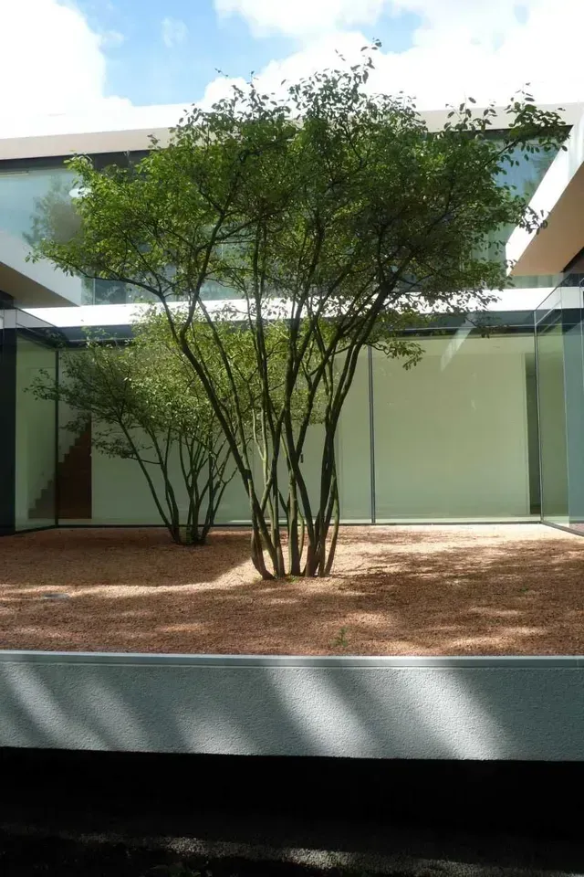 Ein Baum in dem Hof vom Hausgarten in Erlangen