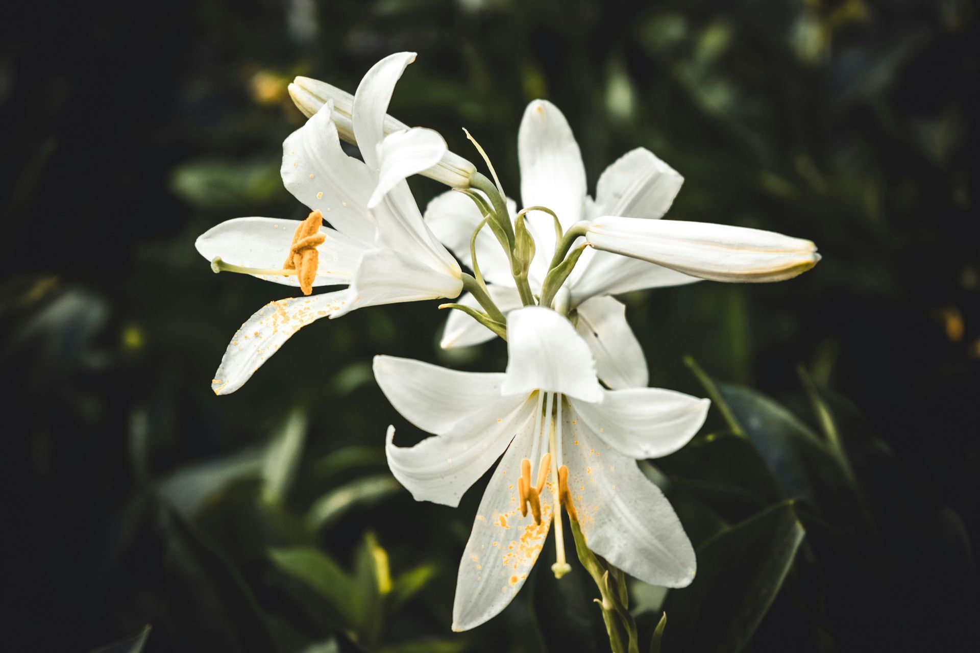 Valkoisia kalla-liljoja vihreillä varsilla harmaata taustaa vasten