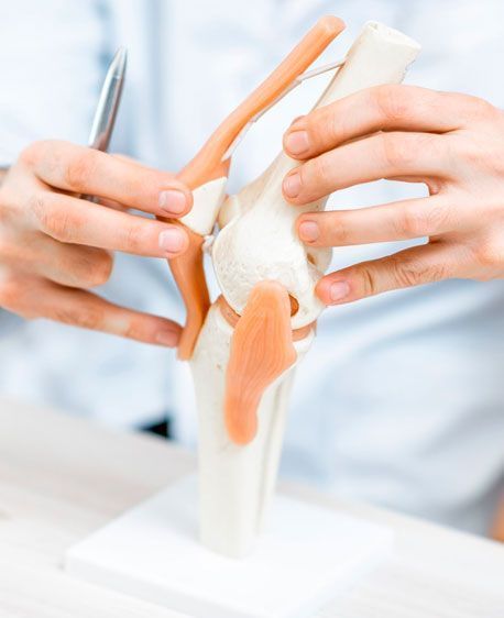 Una persona utiliza un bolígrafo para señalar un modelo anatómico de plástico de una articulación de la rodilla que sostiene en sus manos.