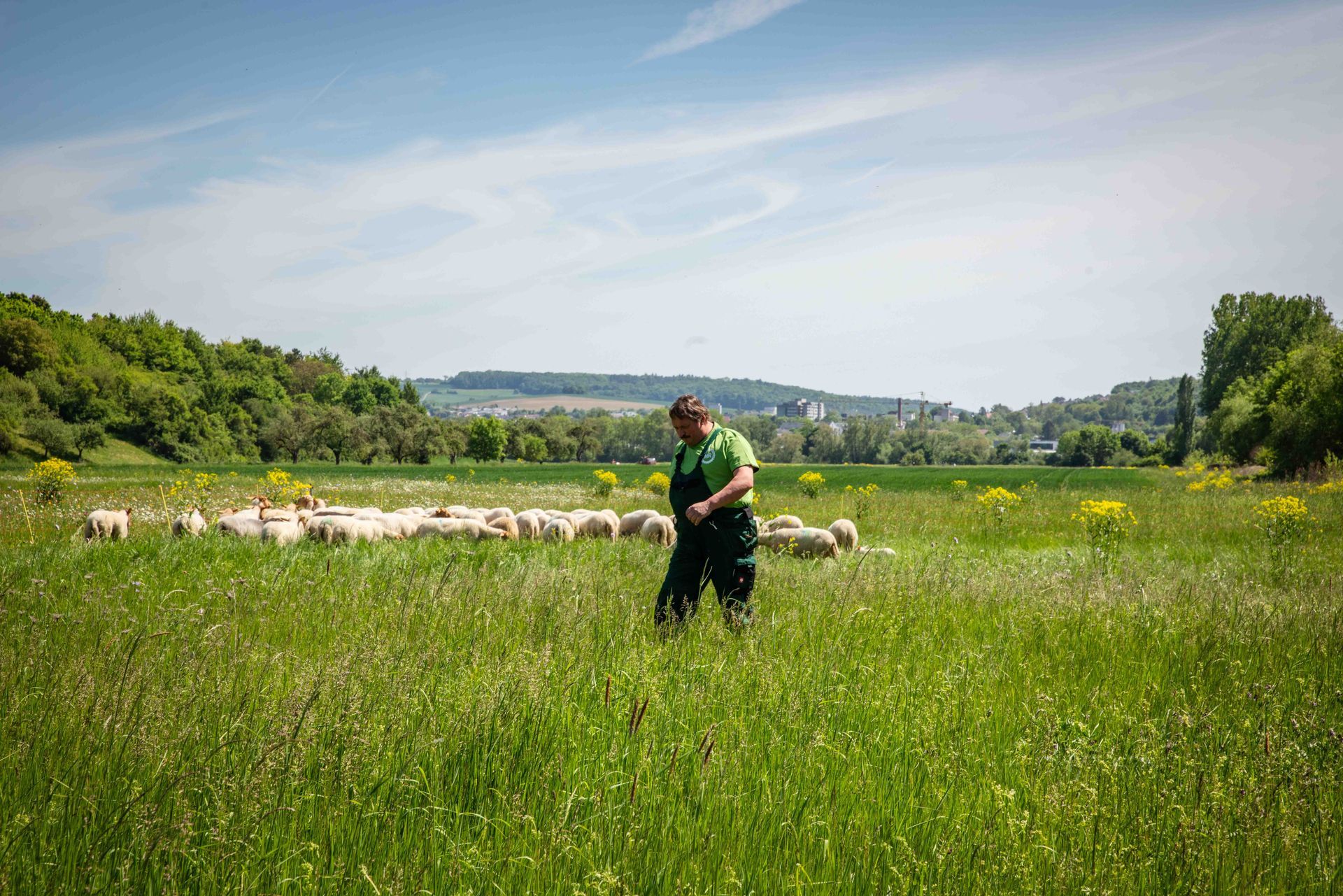 Ein Hirte im grünen Overall hütet an einem sonnigen Tag eine Schafherde auf einer saftig grünen Wiese.