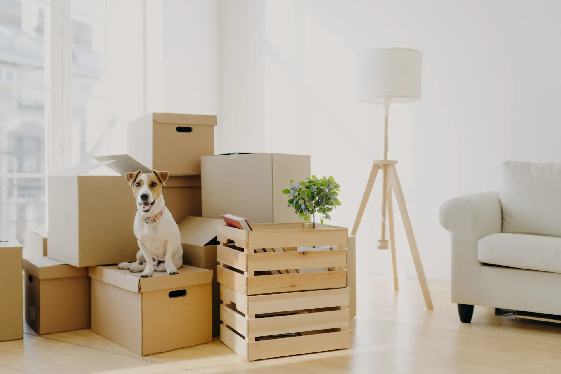 Un perro está sentado encima de una pila de cajas de cartón en una sala de estar.