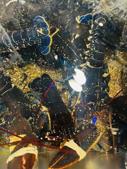 Langostas en un acuario, algunas con bandas en las pinzas. Conchas de color azul intenso y marrón.