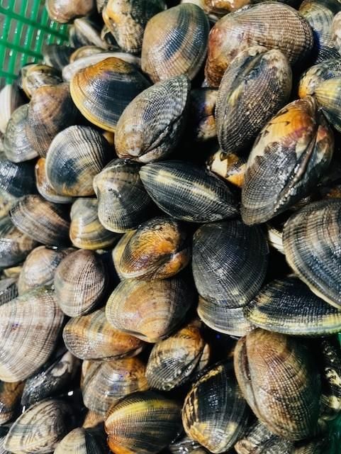 Montón de almejas frescas, algunas con conchas de color marrón oscuro y dorado.